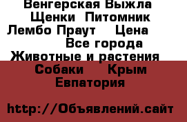 Венгерская Выжла. Щенки. Питомник Лембо Праут. › Цена ­ 35 000 - Все города Животные и растения » Собаки   . Крым,Евпатория